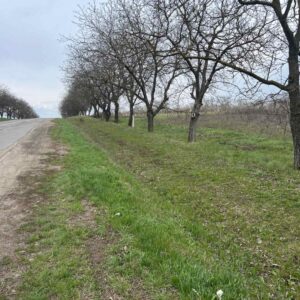 Земельный участок, село Садовое, Бельцы